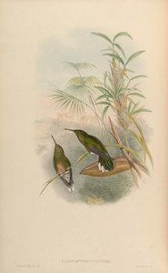 Campylopterus cuvierii = Phaeochroa cuvierii maculicauda - John Gould